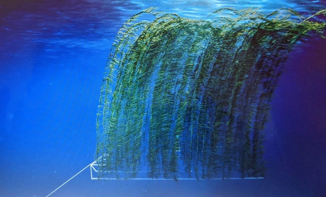 Kelp growing on a marine permaculture array underwater